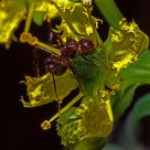 Ant enjoying bitter honey .